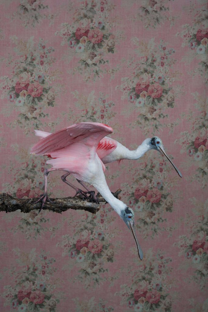 Clair Rosen, Roseate Spoonbills, 0769, 2025, Archival Pigment Photograph