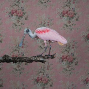 Clair Rosen, Roseate Spoonbill, 0781, Archival Pigment Photograph