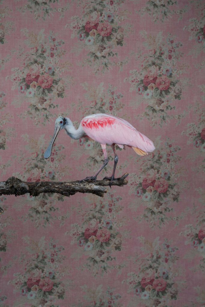 Clair Rosen, Roseate Spoonbill, 0781, Archival Pigment Photograph