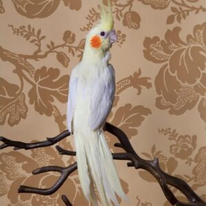 Claire Rosen, Lutino Cockatiel, 7874, 2012, Archival pigment photograph