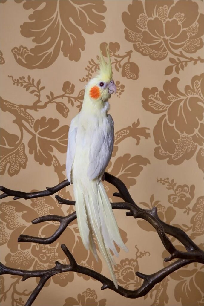 Claire Rosen, Lutino Cockatiel, 7874, 2012, Archival pigment photograph