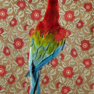 Claire Rosen, Red Green Macaw, 7301, 2012, Archival Pigment Photograph