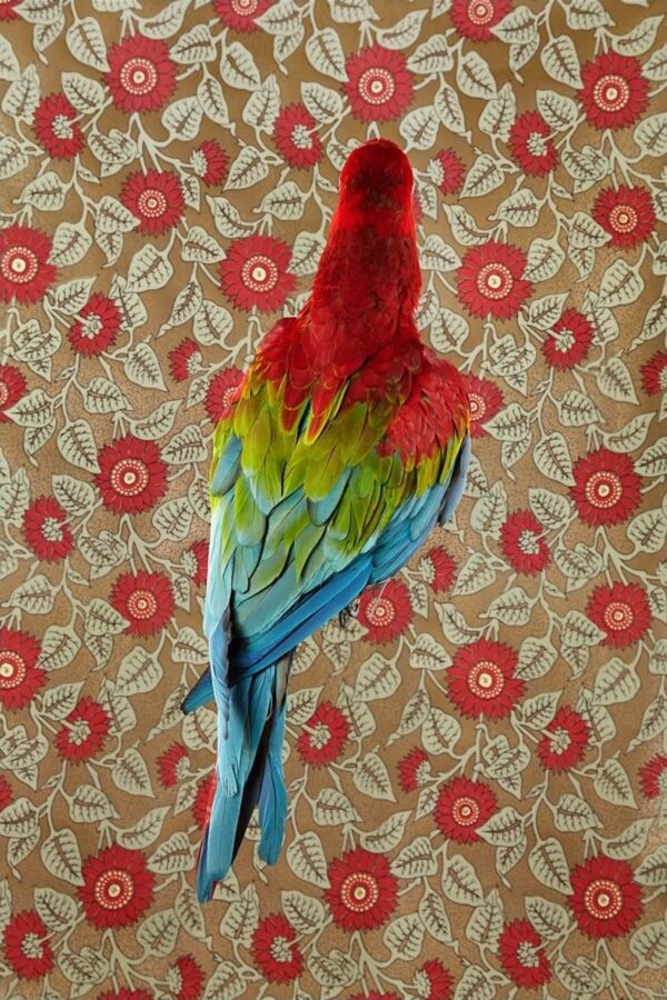 Claire Rosen, Red Green Macaw, 7301, 2012, Archival Pigment Photograph Claire Rosen, Red Green Macaw, 7301, 2012, Archival Pigment Photograph