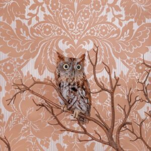Claire Rosen, Eastern Screech Owl, 7773, 2021, Archival Pigment Photograph