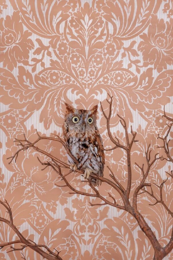 Claire Rosen, Eastern Screech Owl, 7773, 2021, Archival Pigment Photograph