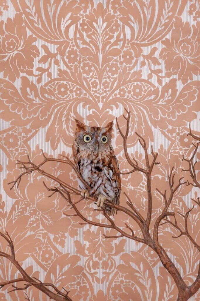 Claire Rosen, Eastern Screech Owl, 7773, 2021, Archival Pigment Photograph