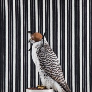 Claire Rosen, Gyrfalcon, 4481, 2016, Archival Pigment Photograph