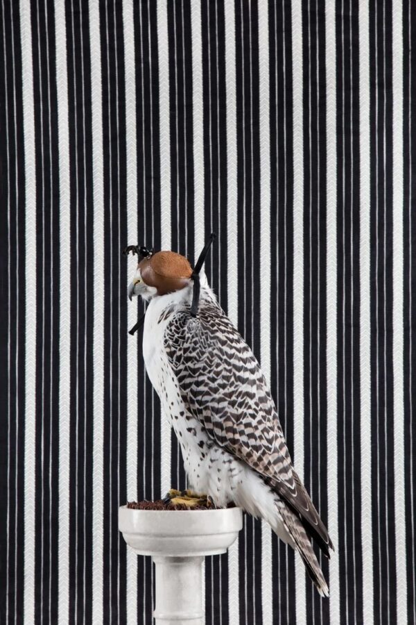 Claire Rosen, Gyrfalcon, 4481, 2016, Archival Pigment Photograph Claire Rosen, Gyrfalcon, 4481, 2016, Archival Pigment Photograph