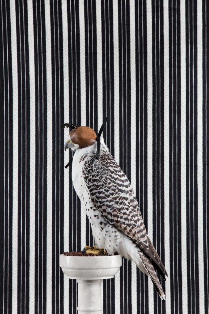 Claire Rosen, Gyrfalcon, 4481, 2016, Archival Pigment Photograph