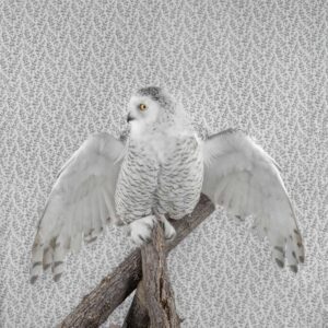 Claire Rosen, Snowy Owl, 3346, 2021, Archival Pigment Photograph