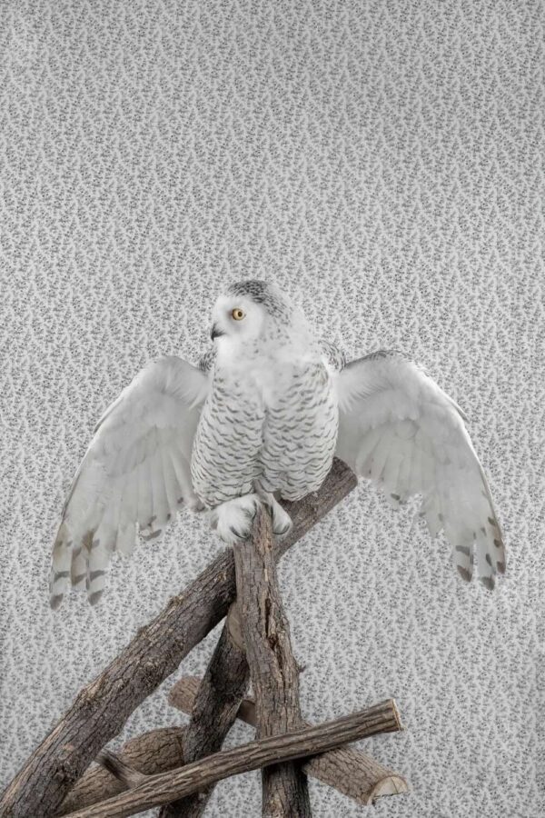 Claire Rosen, Snowy Owl, 3346, 2021, Archival Pigment Photograph