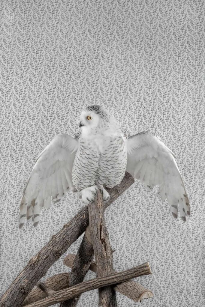 Claire Rosen, Snowy Owl, 3346, 2021, Archival Pigment Photograph