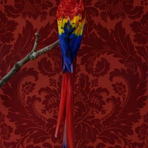 Claire Rosen, Scarlet Macaw, 8048, 2014, Archival Pigment Photograph