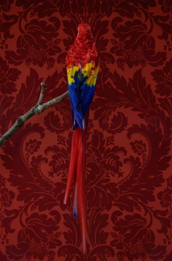 Claire Rosen, Scarlet Macaw, 8048, 2014, Archival Pigment Photograph