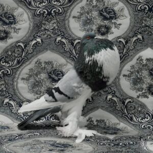 Claire Rosen, English Pouter Pigeon, 9564, 2018, Archival Pigment Photograph
