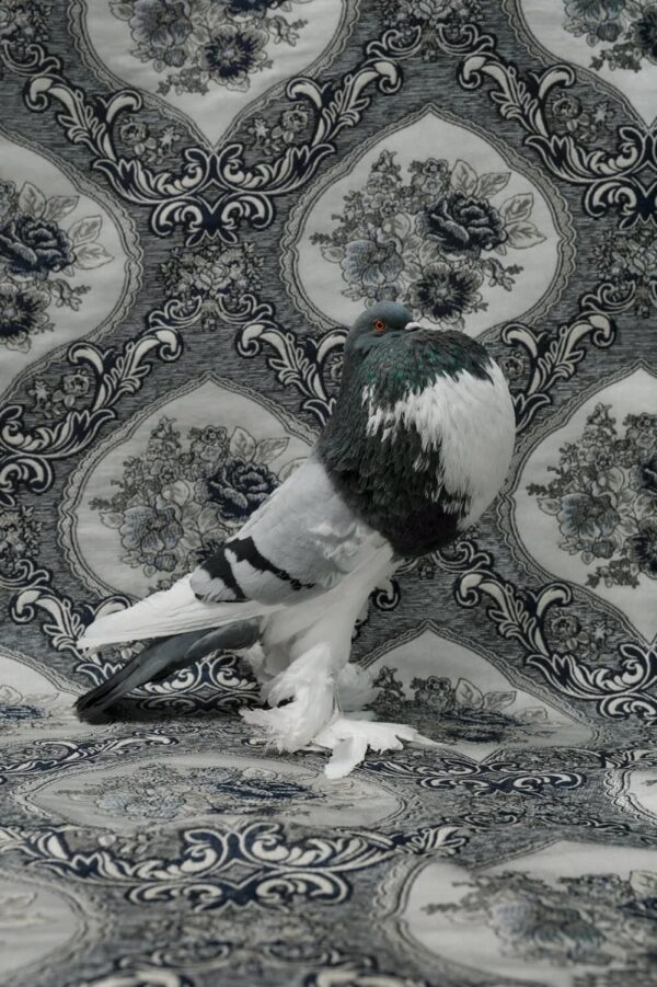 Claire Rosen, English Pouter Pigeon, 9564, 2018, Archival Pigment Photograph Claire Rosen, English Pouter Pigeon, 9564, 2018, Archival Pigment Photograph