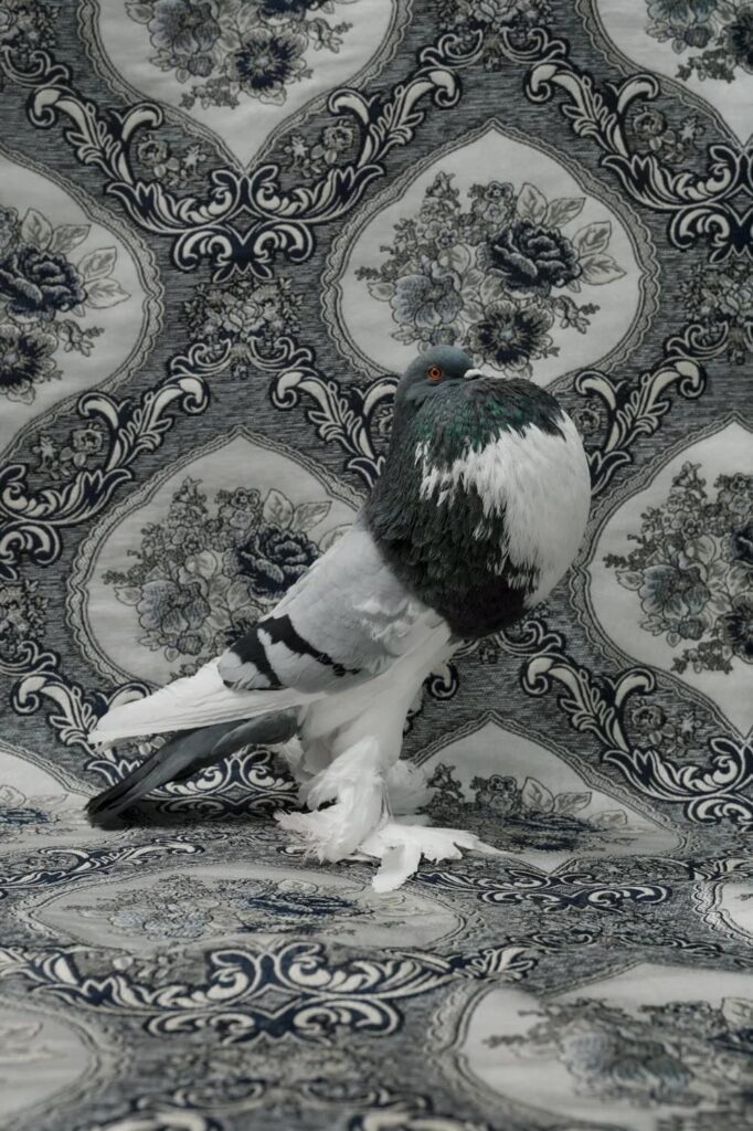 Claire Rosen, English Pouter Pigeon, 9564, 2018, Archival Pigment Photograph