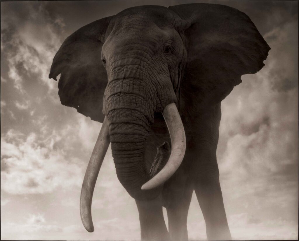 Nick Brandt, Elephant Against Sky, Amboseli 2011