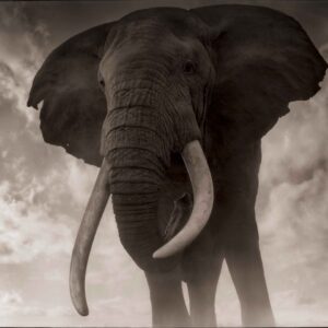 Nick Brandt, Elephant Against Sky, Amboseli 2011