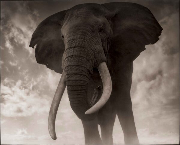 Nick Brandt, Elephant Against Sky, Amboseli 2011