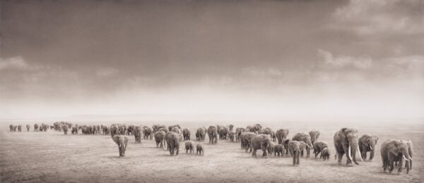Nick Brandt, Elephant Exodus, Amboseli, 2004