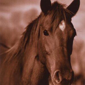 Michael Eastman, Horse #13, 1999, Chromogenic color photograph