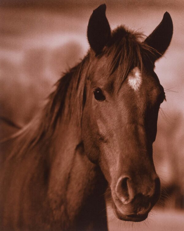 Michael Eastman, Horse #13, 1999, Chromogenic color photograph