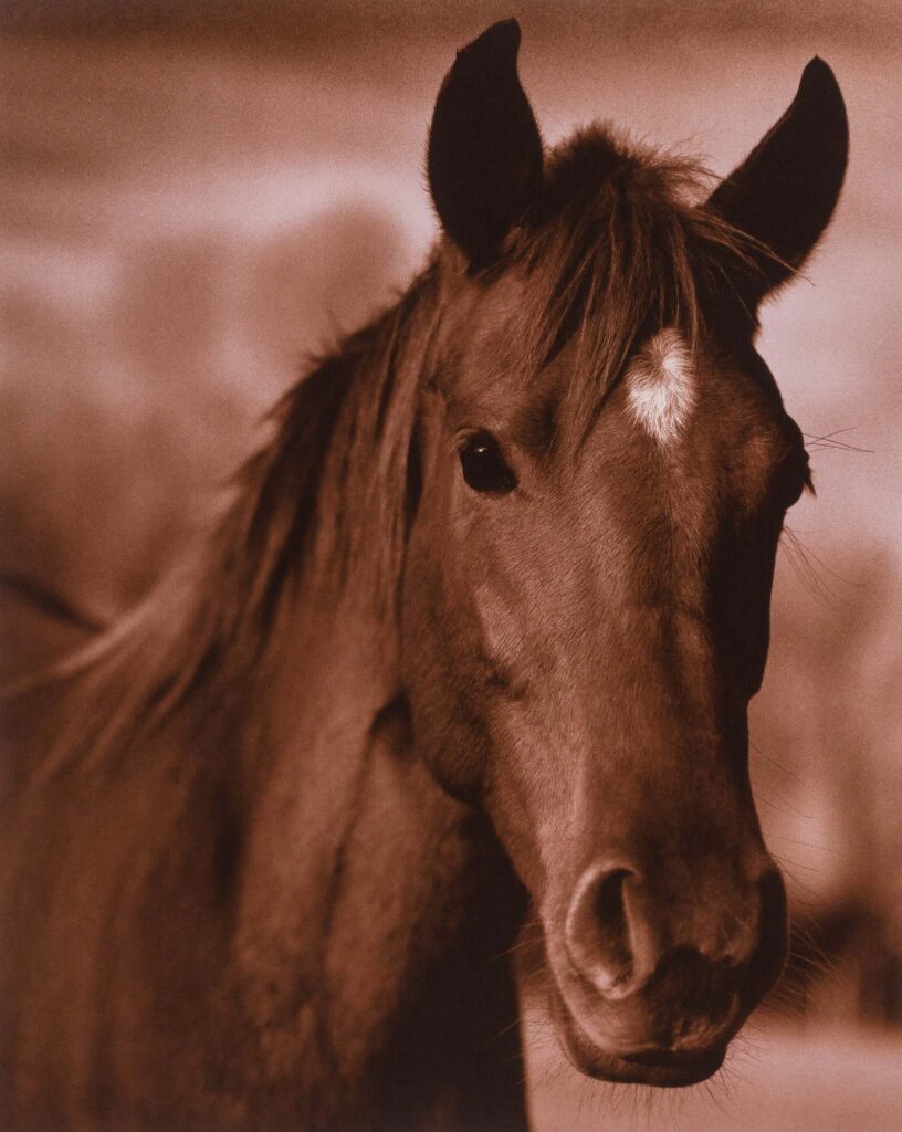 Michael Eastman, Horse #13, 1999, Chromogenic color photograph