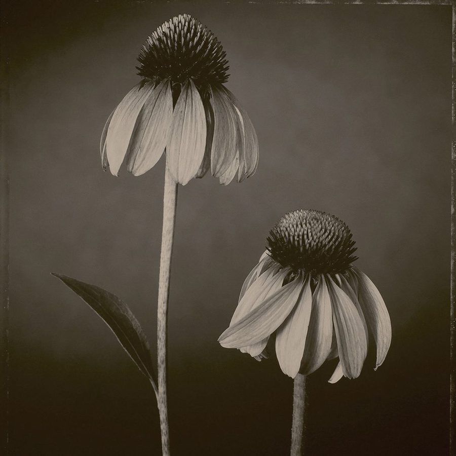 Tom Baril