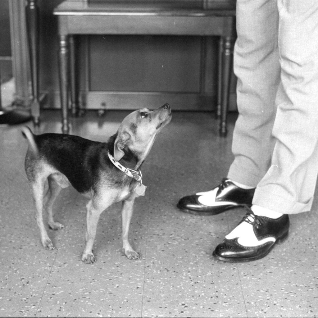 Elliott Erwitt