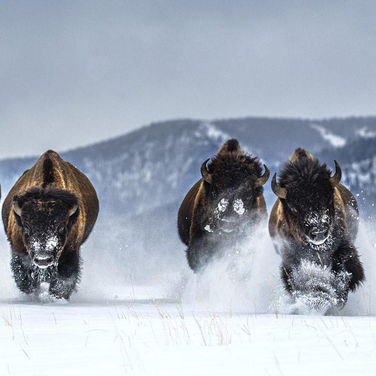 David Yarrow