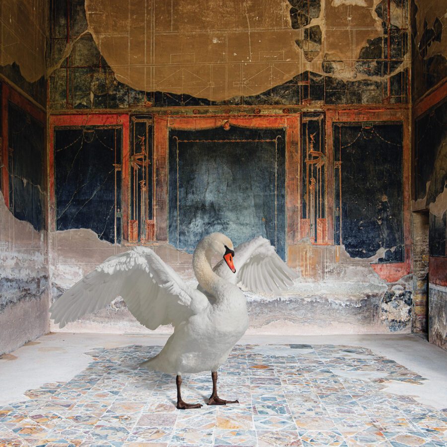 Karen Knorr Zeus Disguised, House of the Stags, Herculaneum