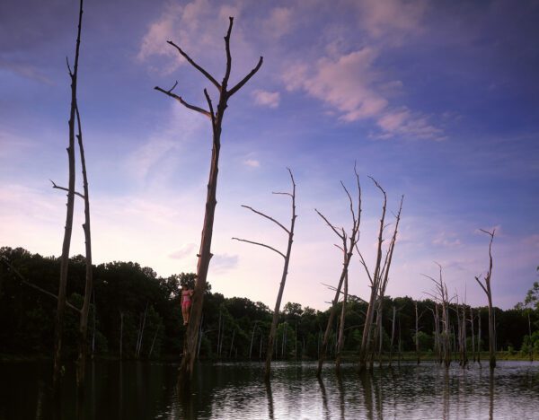 Stephen Wilkes, April Girl in Tree, Alabama, America in Detail