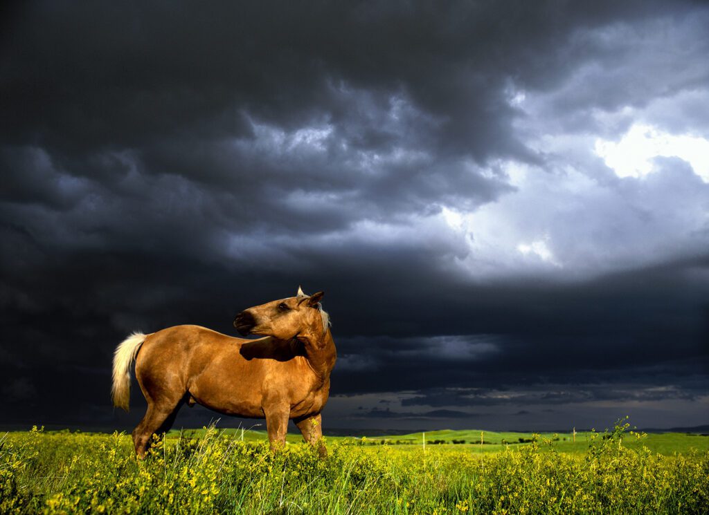 Stephen Wilkes, Horse In Meadow