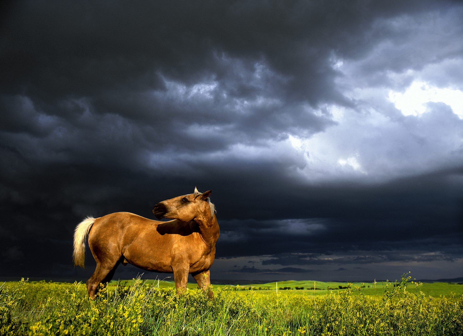 Stephen Wilkes, Horse In Meadow