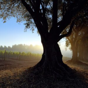 Stephen Wilkes, Stout Ranch Vineyard, Napa Valley Tree, America in Detail