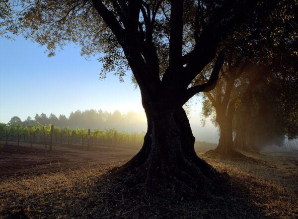 Stephen Wilkes, Stout Ranch Vineyard, Napa Valley Tree, America in Detail