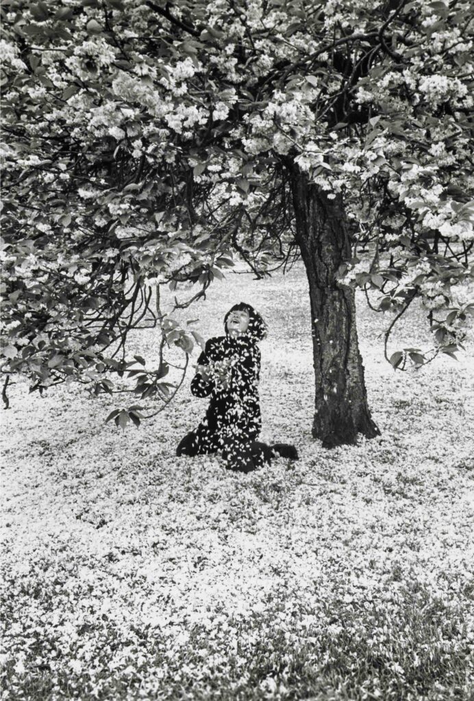 Edouard Boubat, Cerisier en Fleur, 1983, Silver gelatin photograph