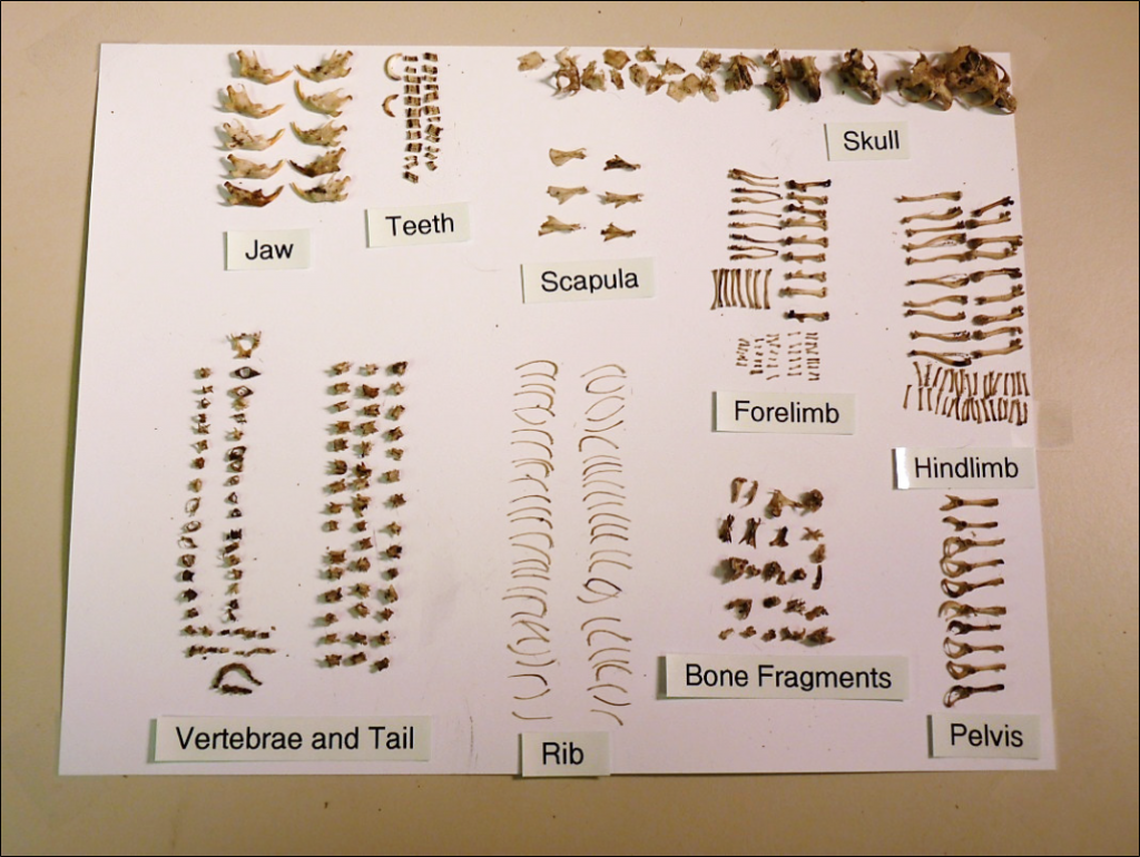 Groupings labeled in the image: Jaw, Teeth, Scapula, Forelimb, Skull, Hindlimb, Pelvis, Bone fragments, Rib, Vertebrae and Tail.