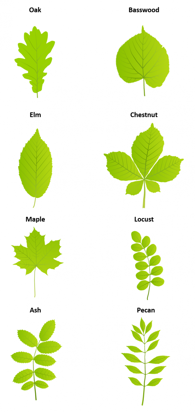 As this figure involves the identification and description of leaf shapes, assistance from a non-impaired partner may be required. Oak, basswood, elm, chestnut, maple, locust, ash, and pecan leaves are all shown.