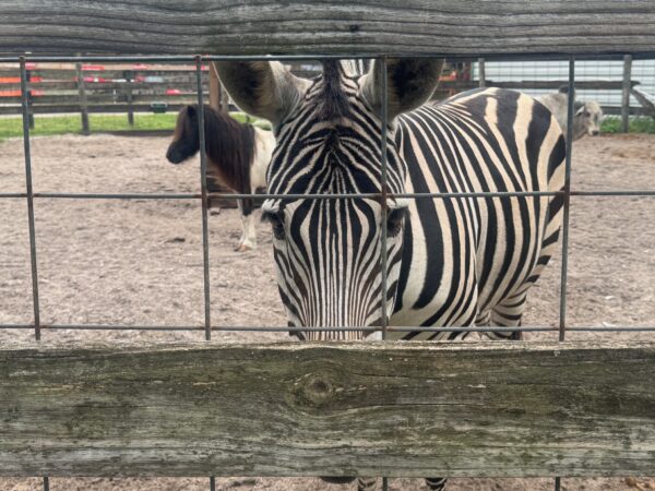 zebra behind a fence
