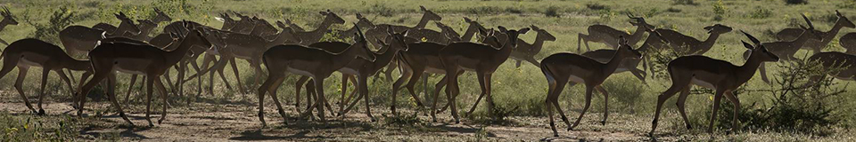 Bushwa Private Game Lodge