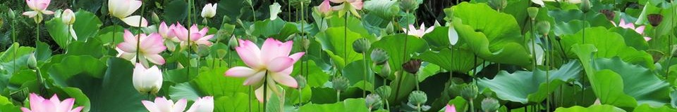 Durban Botanic Gardens