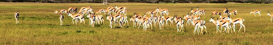 Thali Thali Game Lodge