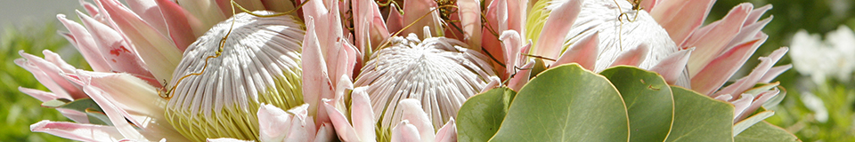 Hout Bay Manor