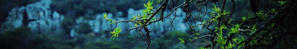 Leshiba Wilderness