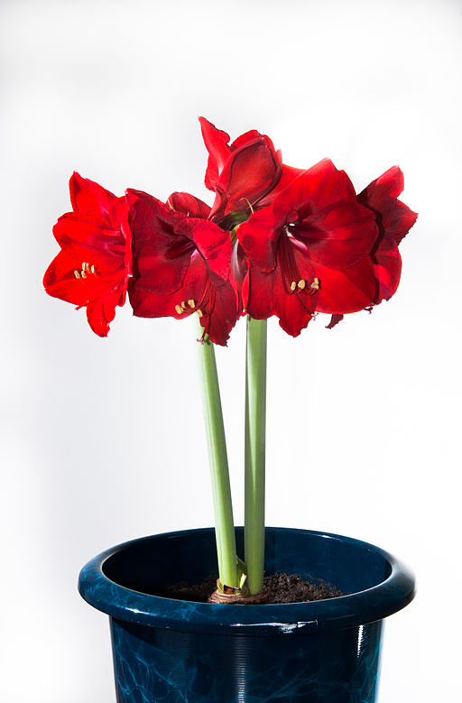 flowers-for-the-home-2