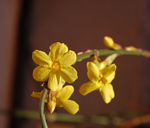 flowers-for-the-home-3