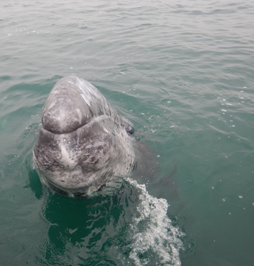 BoligBytte til,Mexico,La Paz,Pet a wild Gray whale, they love pets!