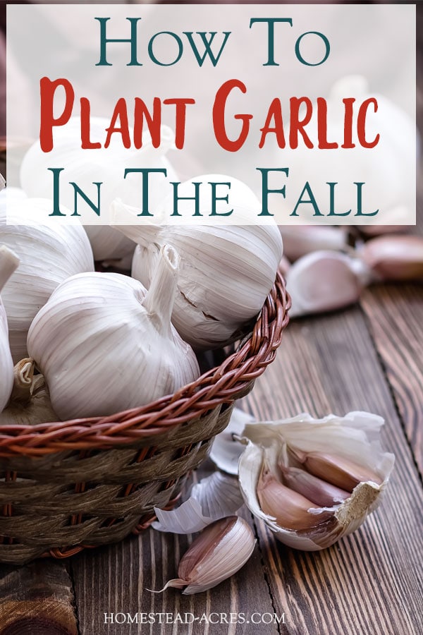 Growing Garlic How To Plant Garlic In The Fall Homestead Acres